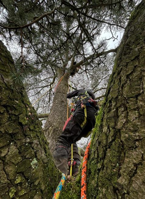 Offrez à vos extérieurs un entretien professionnel et des arbres maîtrisés en toute sécurité